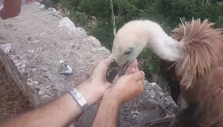 Απίστευτο: Έδωσαν νερό σε διψασμένο γυπαετό κι εκείνος…  (βίντεο)
